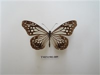 藏品(絹斑蝶)的圖片